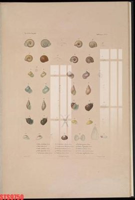 Tệp tin gốc Tranh sơn dầu phương tây tổng hợp STS9750 (dùng cho in ấn) chuyên nghiệp