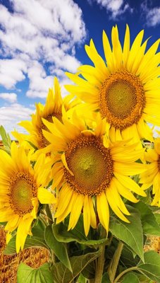 Ảnh gốc file in lụa File tranh đứng lối vào TD2362 chi tiết