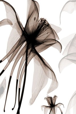 File tranh gốc File tranh đứng lối vào TD2615 (bản đẹp) độc quyền