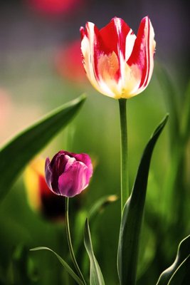 File gốc File tranh đứng lối vào TD2777 (PNG) trong suốt (transparent)