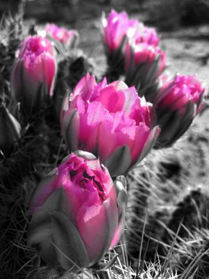 File PSD in ấn File tranh đứng lối vào TD2839 (chất lượng cao)