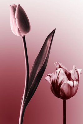 File in mica File tranh đứng lối vào TD2977 (bản gốc) sắc sảo