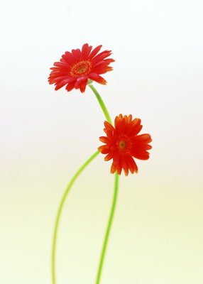 File gốc File tranh đứng lối vào TD3037 (phiên bản chuẩn) để in ấn