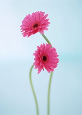 Download file gốc File tranh đứng lối vào TD3038 (độ nét cao)