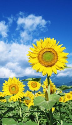 Download file gốc File tranh đứng lối vào TD3063 (in lụa) cao cấp