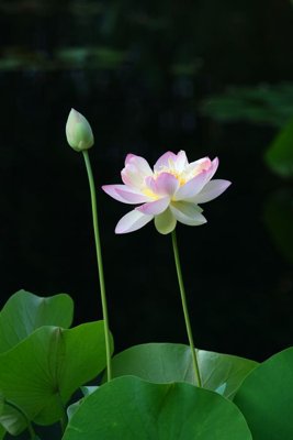 File in ấn cao cấp File tranh đứng lối vào TD3084 (file gốc)