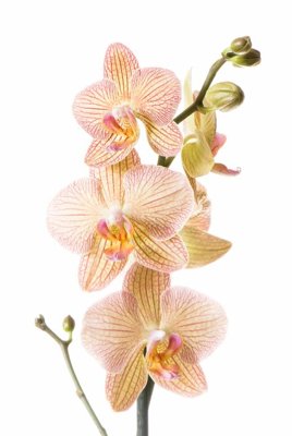 File gốc File tranh đứng lối vào TD3101 (in mica) cắt laser