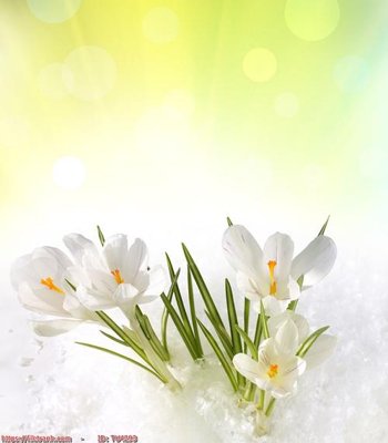 File gốc File in tủ nhựa TU4293 (phong cách) cổ điển