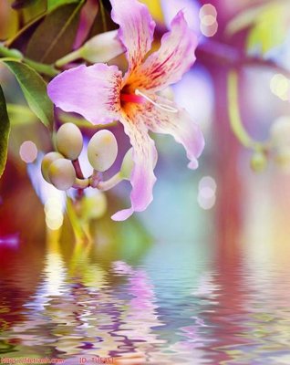 File tranh File in tủ nhựa TU5451 (ảnh gốc) độc quyền