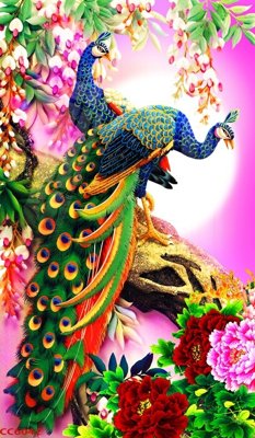 Tệp tin gốc File gốc tranh chim công CC6042 (chất lượng cao) File gốc tranh chim công CC6042