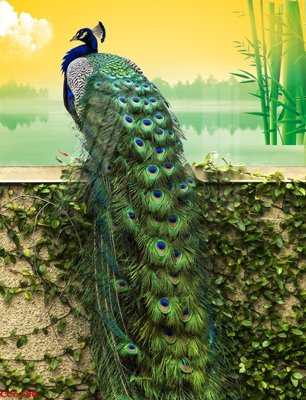 Download file gốc File gốc tranh chim công CC6180 (in mica) trong suốt