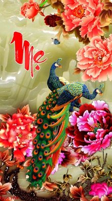 File in mica File gốc tranh chim công CC6189 (ảnh gốc) đẹp