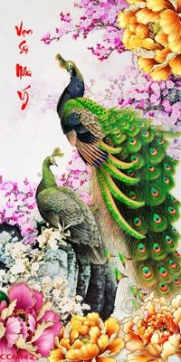 File tranh File gốc tranh chim công CC6442 (gốc) in trên kính