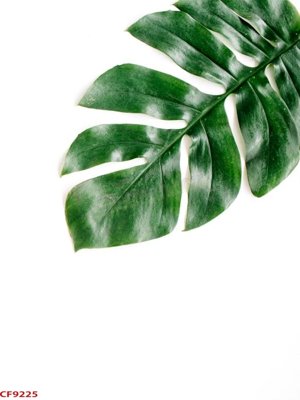 File in mica File tranh dán tường cà phê nhà hàng CF9225 (bản gốc) làm vách ngăn