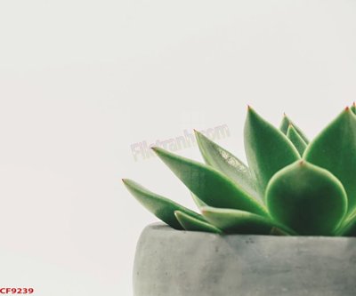 File gốc in mica File tranh dán tường cà phê nhà hàng CF9239 chất lượng