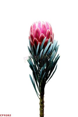 File tranh trang trí File tranh dán tường cà phê nhà hàng CF9282 (file gốc)