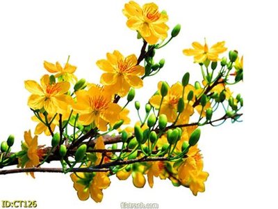 Download file File vector cành mai CT126 (gốc) in mica bàn thờ