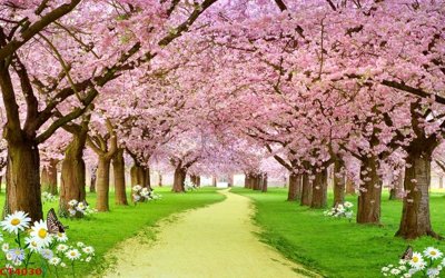 File PSD File tranh hoa đào hoa mai tài lộc CT4030 (bản gốc) đã tách nền