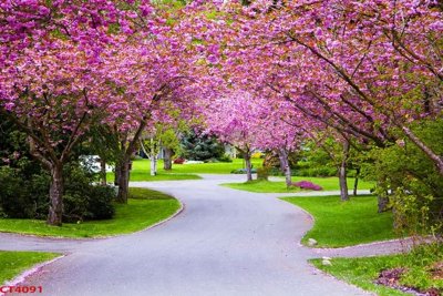 Tải file File tranh hoa đào hoa mai tài lộc CT4091 (ảnh gốc) in tráng gương