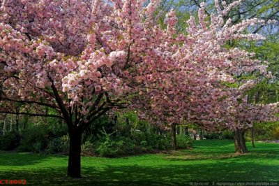 Download file File tranh hoa đào hoa mai tài lộc CT4092 (chất lượng in ấn)