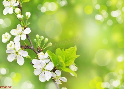 File in lụa File tranh hoa đào hoa mai tài lộc CT4132 (tân cổ điển) File tranh hoa đào hoa mai tài lộc CT4132