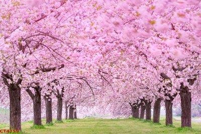 Download file gốc File tranh hoa đào hoa mai tài lộc CT4159 (in mica) trang trí