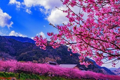 File ảnh gốc File tranh hoa đào hoa mai tài lộc CT4160 (chuyên in mica)