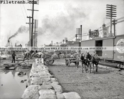 Tải file gốc Cotton on the Levee_ 1903 (bản PSD) đầy đủ layer