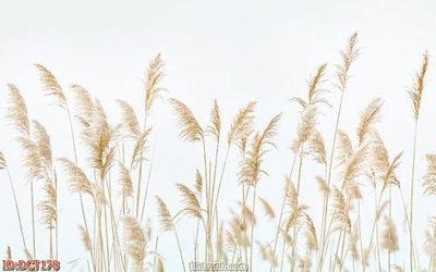 File gốc File vân đá cẩm thạch DCT178 (cho in ấn) độc quyền