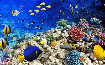 File PSD File gốc đại đương biển DD328 (gốc) tách lớp chi tiết