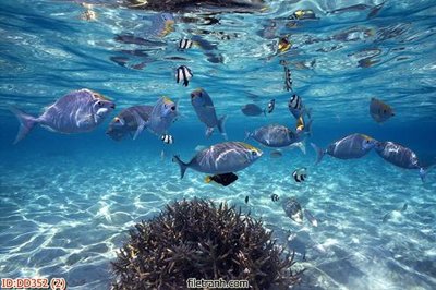 File gốc File gốc đại đương biển DD352 (in ấn) màu sắc trung thực