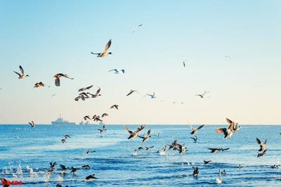 File gốc File gốc đại đương biển DD404 (in tráng gương) ốp tường