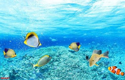 File in trần File gốc đại đương biển DD427 (file gốc) xuyên sáng