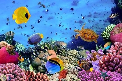 Tải file gốc File gốc đại đương DD8 (in khổ lớn) không mờ