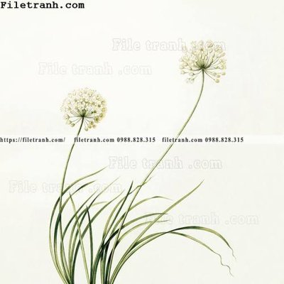 File tranh Dong hoa va chim moi cua Trung Quoc 100 (bản gốc) in lụa 5D