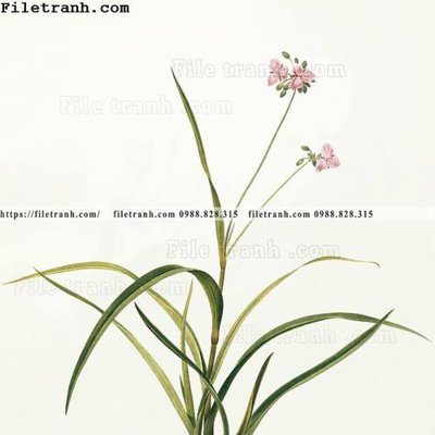 File gốc Dong hoa va chim moi cua Trung Quoc 109 (in lụa) hoa văn cổ điển