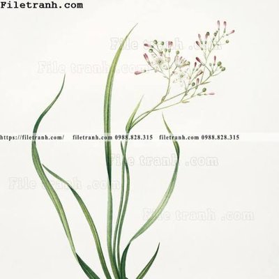 File tranh Dong hoa va chim moi cua Trung Quoc 110 (ảnh gốc) cho in ấn kỹ thuật số