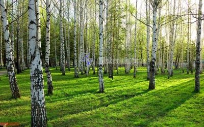 Tải file File in tranh tường 3D FT201073 (gốc) để in ấn ngay