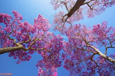 Tải file File in tranh tường 3D FT203959 (gốc) làm tranh treo tường