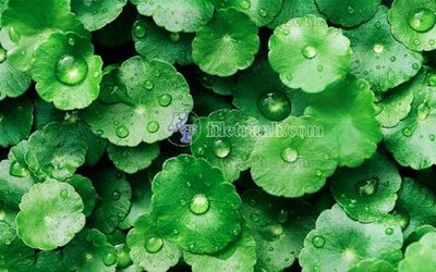 File gốc File in tranh tường hiện đại FT23162 (cho in ấn) từ kho Filetranh