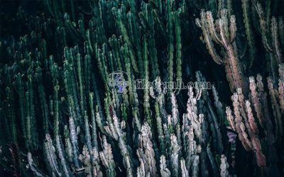 Tải file gốc File in tranh tường hiện đại FT23410 (in tráng gương) cao cấpFile gốc File in tranh tường hiện đại FT23410 (in ấn) phiên bản độc quyền