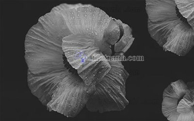 File gốc File in tranh tường hiện đại FT23415 (PNG) trong suốt (transparent)