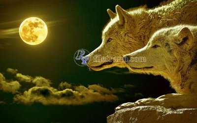 File in lụa File in tranh tường hiện đại FT23461 (chất lượng cao) File in tranh tường hiện đại FT23461