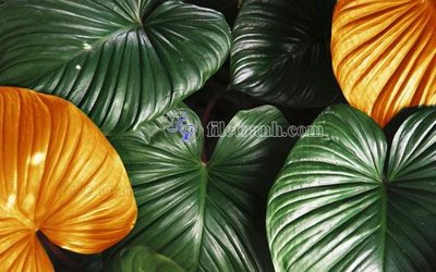 File tranh in trần 3D File in tranh tường hiện đại FT23463 (ảnh gốc)