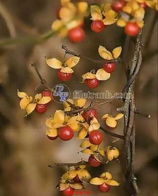 File ảnh File psd tường quán cà phê FT2878 (gốc) in Hiflex