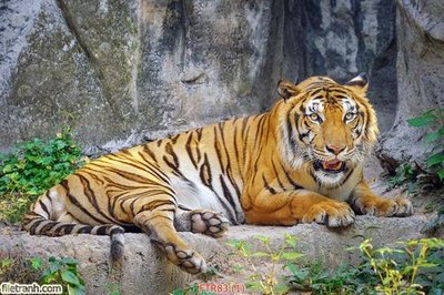 Download file gốc File gốc tranh rồng hổ FTR83 (in lụa) hoa lá