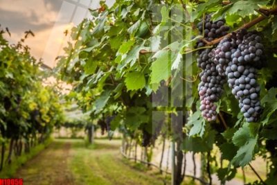 Download file File tranh gốc in tranh tường nền tổng hợp H10056 (chất lượng in ấn)