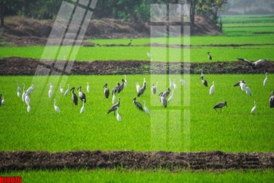 Tải file File tranh gốc in tranh tường nền tổng hợp H10076 (ảnh gốc) in tranh kính