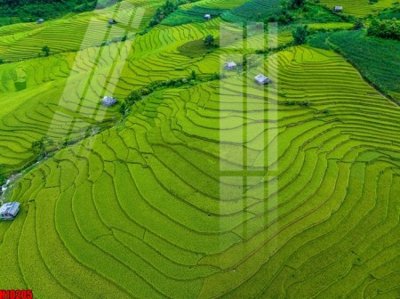 Hình ảnh gốc File tranh gốc in tranh tường nền tổng hợp H10205 (để in khổ lớn)