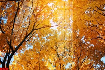 Tải xuống file tranh gốc File tranh gốc in tranh tường nền tổng hợp H10250 (PSD/TIFF)